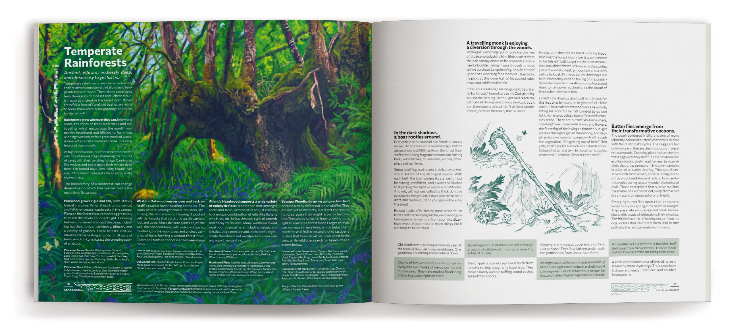 Temperate Rainforests